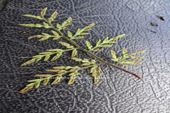 Oeosporangium tenuifolium